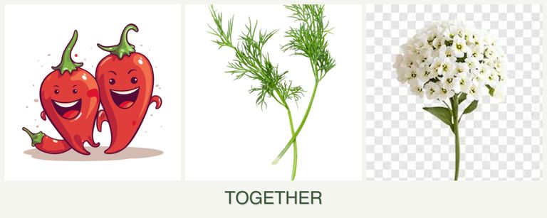 Can you plant peppers, dill and alyssum together?