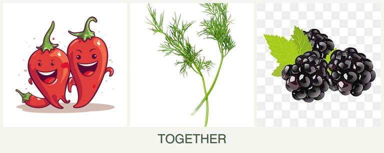 Can you plant peppers, dill and blackberries together?