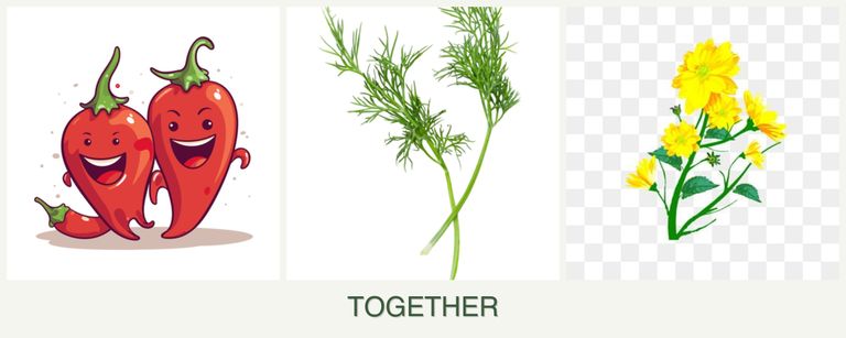 Can you plant peppers, dill and calendula together?