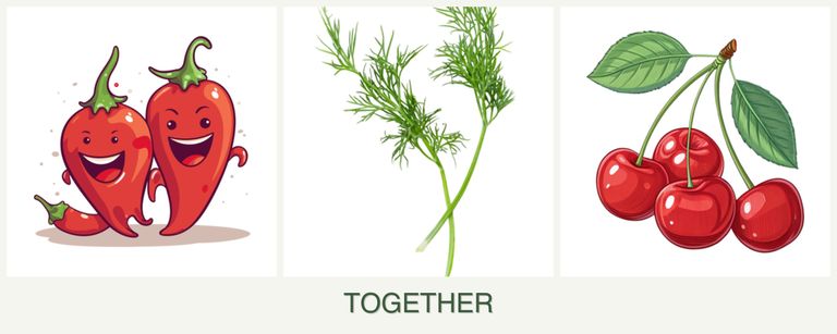Can you plant peppers, dill and cherries together?