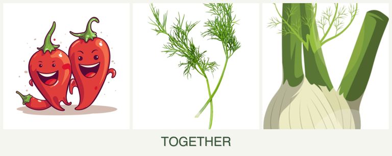 Can you plant peppers, dill and fennel together?