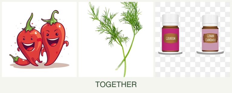 Can you plant peppers, dill and geraniums together?