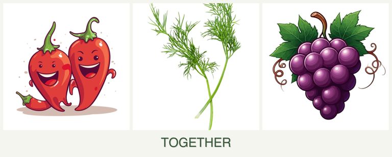 Can you plant peppers, dill and grapes together?