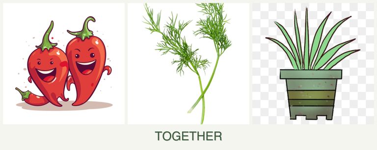 Can you plant peppers, dill and lemongrass together?