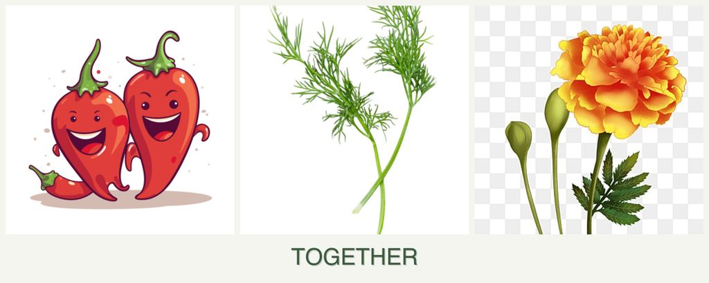 Can you plant peppers, dill and marigolds together?