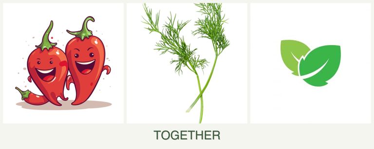 Can you plant peppers, dill and mint together?