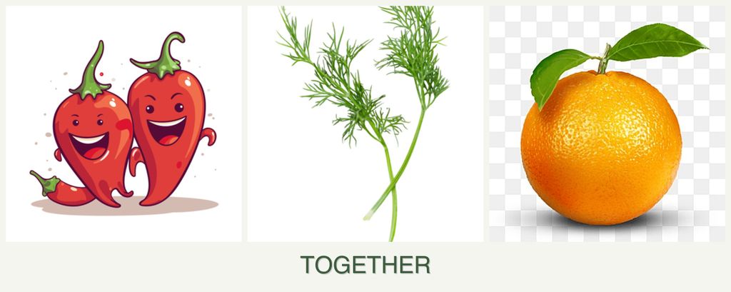 Can you plant peppers, dill and oranges together?