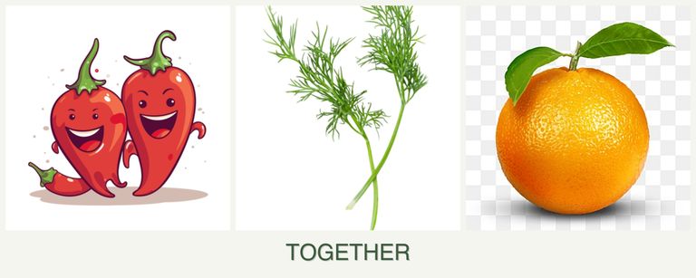 Can you plant peppers, dill and oranges together?