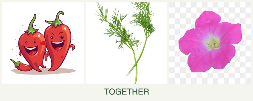 Can you plant peppers, dill and petunias together?