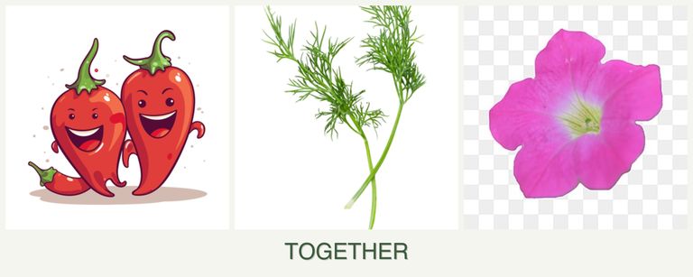 Can you plant peppers, dill and petunias together?
