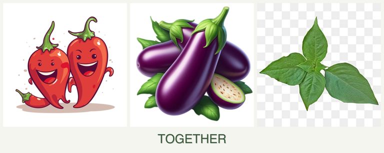 Can you plant peppers, eggplant and basil together?