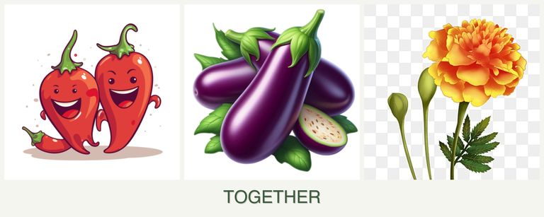 Can you plant peppers, eggplant and marigolds together?