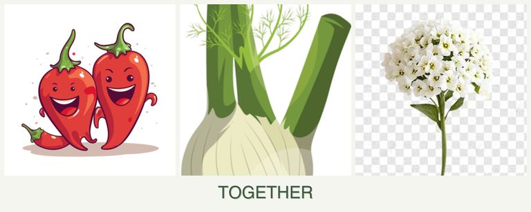 Can you plant peppers, fennel and alyssum together?
