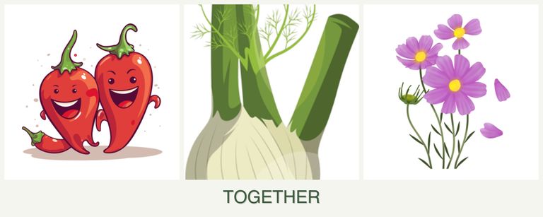 Can you plant peppers, fennel and cosmos together?