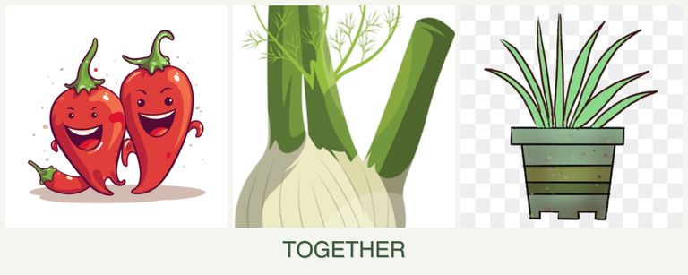 Can you plant peppers, fennel and lemongrass together?