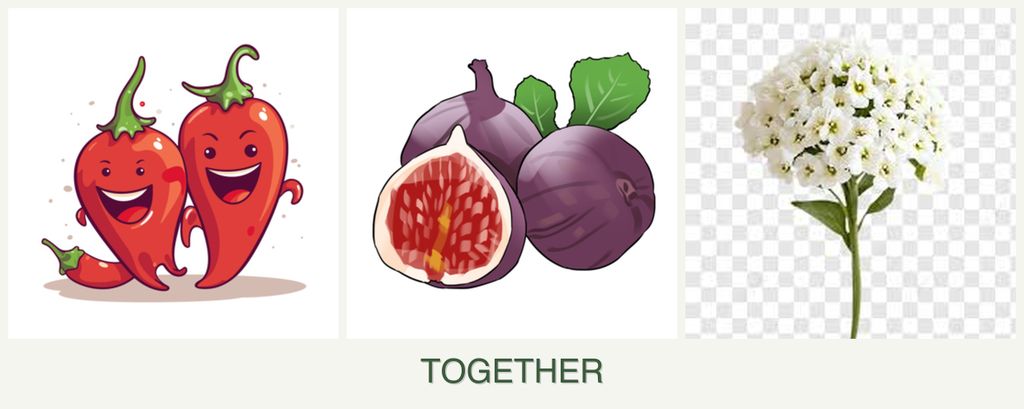 Can you plant peppers, figs and alyssum together?