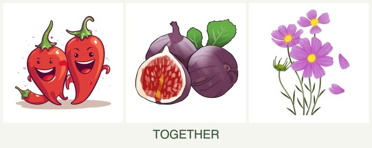Can you plant peppers, figs and cosmos together?