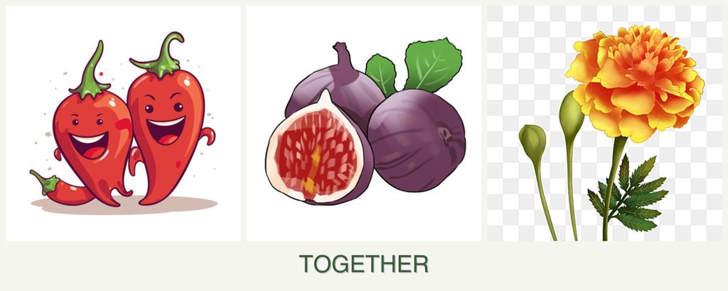 Can you plant peppers, figs and marigolds together?