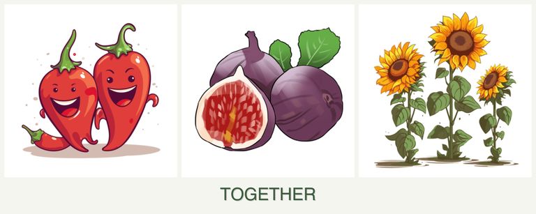 Can you plant peppers, figs and sunflowers together?