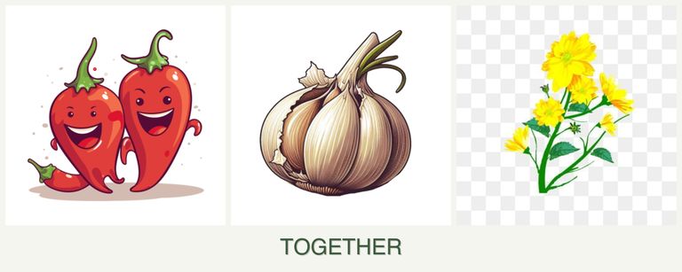 Can you plant peppers, garlic and calendula together?