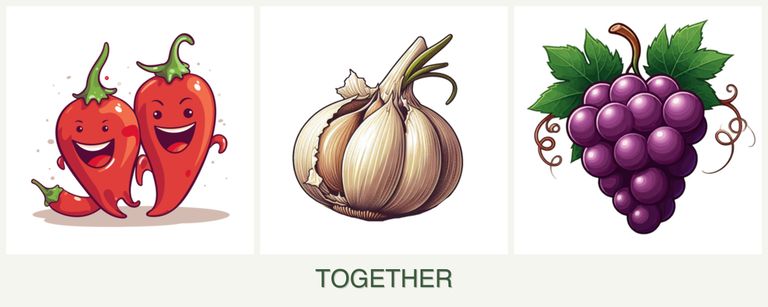 Can you plant peppers, garlic and grapes together?