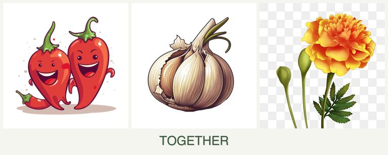 Can you plant peppers, garlic and marigolds together?