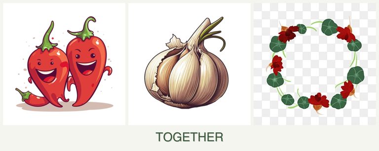 Can you plant peppers, garlic and nasturtiums together?