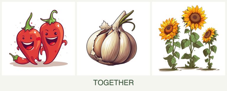 Can you plant peppers, garlic and sunflowers together?