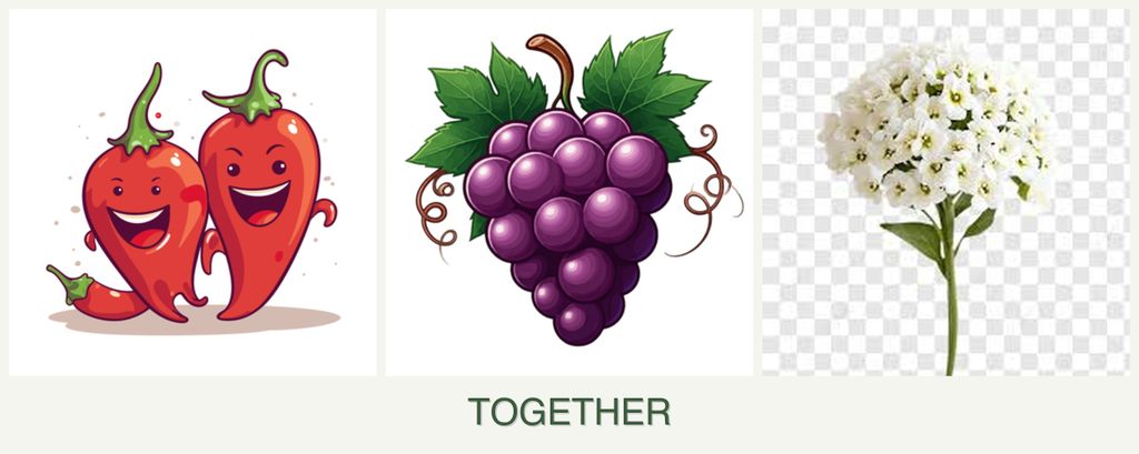 Can you plant peppers, grapes and alyssum together?