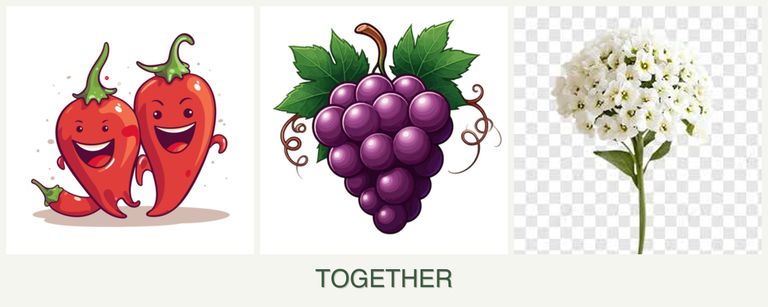 Can you plant peppers, grapes and alyssum together?