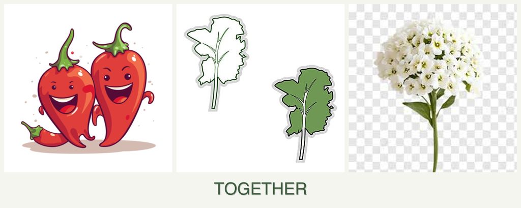 Can you plant peppers, kale and alyssum together?