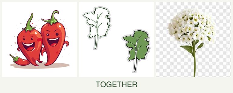 Can you plant peppers, kale and alyssum together?
