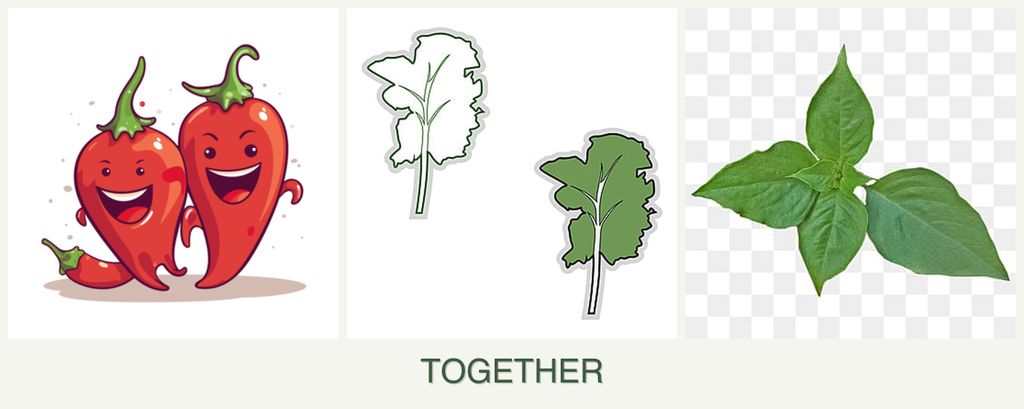 Can you plant peppers, kale and basil together?