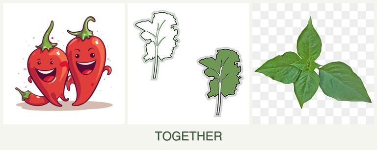 Can you plant peppers, kale and basil together?