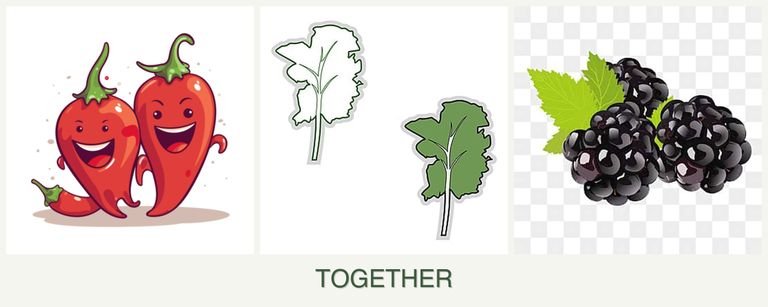 Can you plant peppers, kale and blackberries together?