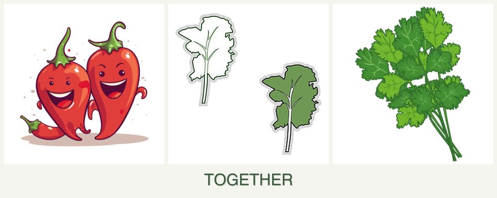 Can you plant peppers, kale and cilantro together?