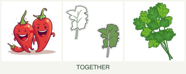 Can you plant peppers, kale and cilantro together?