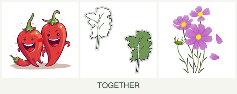 Can you plant peppers, kale and cosmos together?