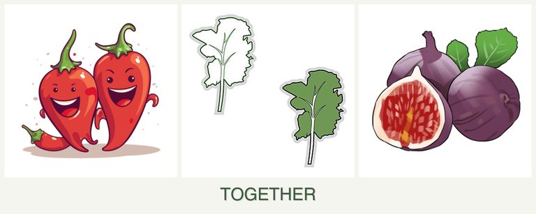 Can you plant peppers, kale and figs together?