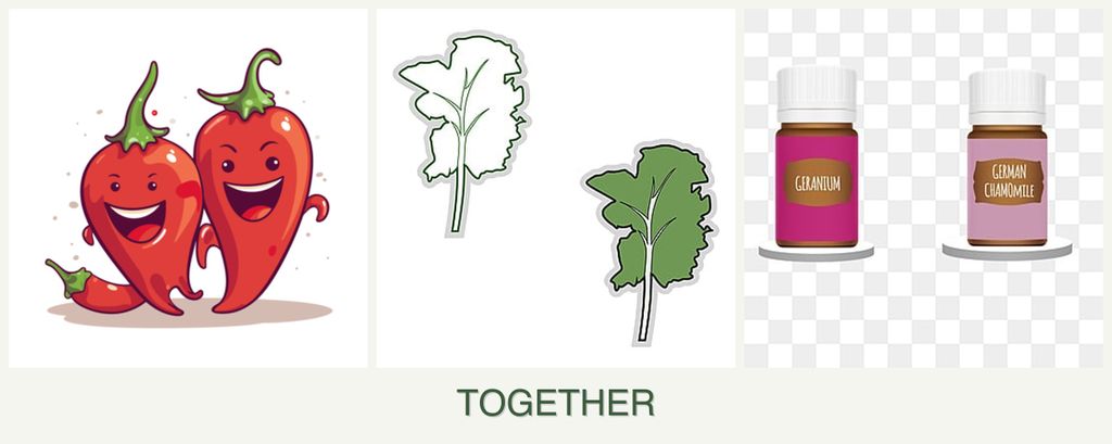 Can you plant peppers, kale and geraniums together?