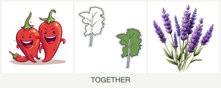 Can you plant peppers, kale and lavender together?