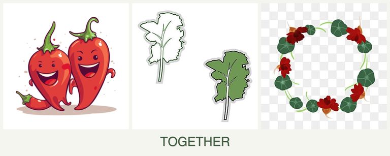 Can you plant peppers, kale and nasturtiums together?
