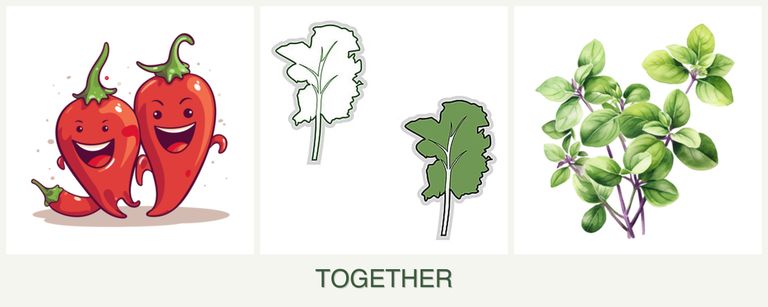 Can you plant peppers, kale and oregano together?