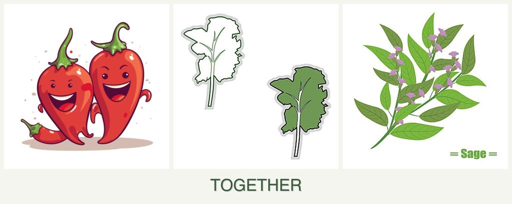 Can you plant peppers, kale and sage together?