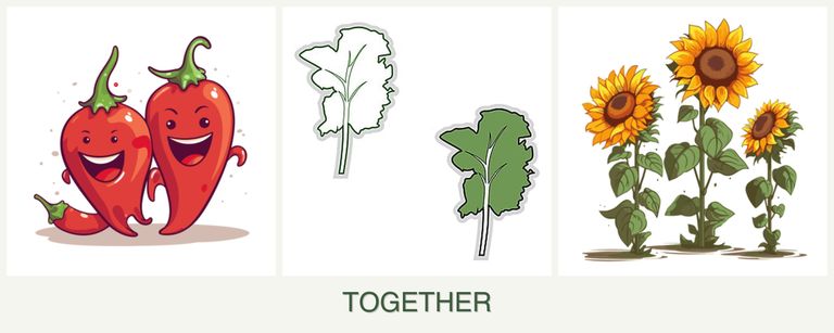 Can you plant peppers, kale and sunflowers together?