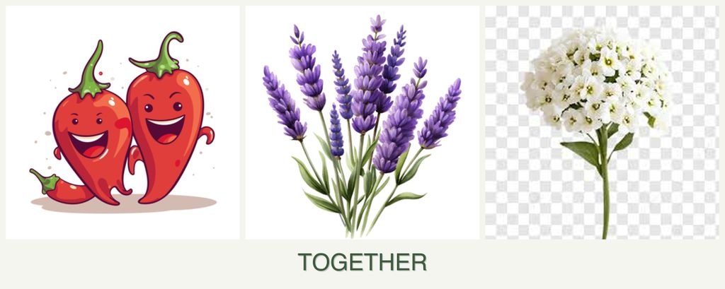 Can you plant peppers, lavender and alyssum together?