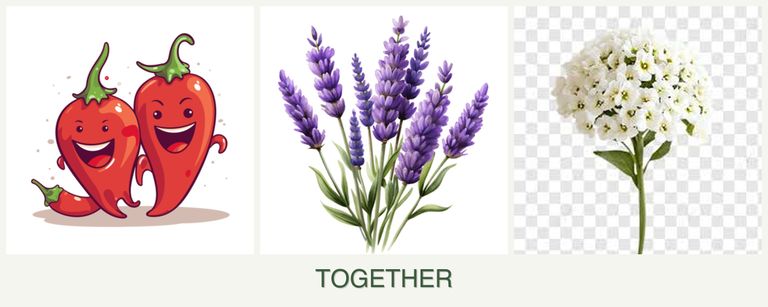 Can you plant peppers, lavender and alyssum together?