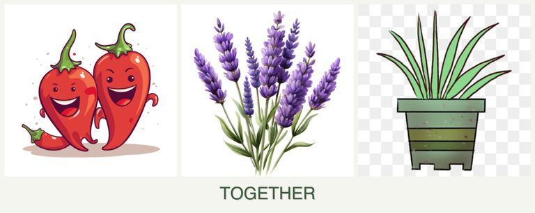 Can you plant peppers, lavender and lemongrass together?