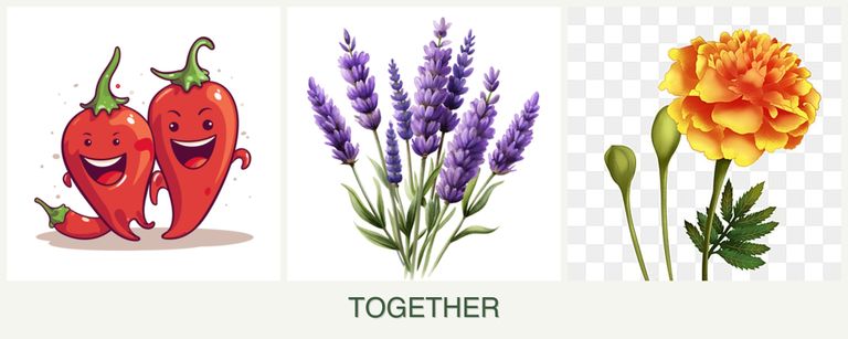 Can you plant peppers, lavender and marigolds together?