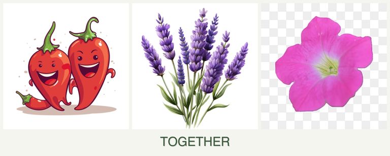 Can you plant peppers, lavender and petunias together?
